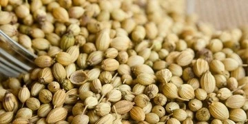 Coriander