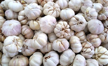 Garlic