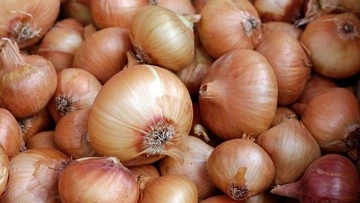 Onion